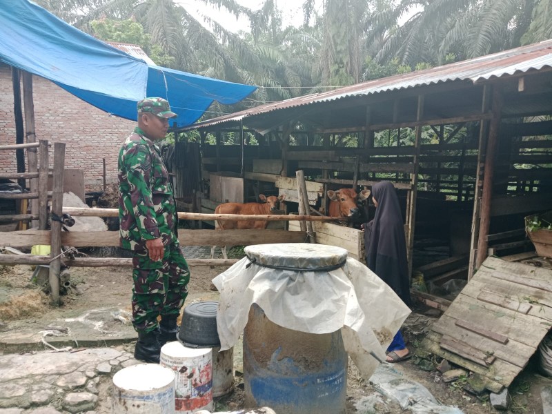 Babinsa Sertu Sugiarto Sosialisasikan Pencegahan PMK di Rantau Bertuah, Minas