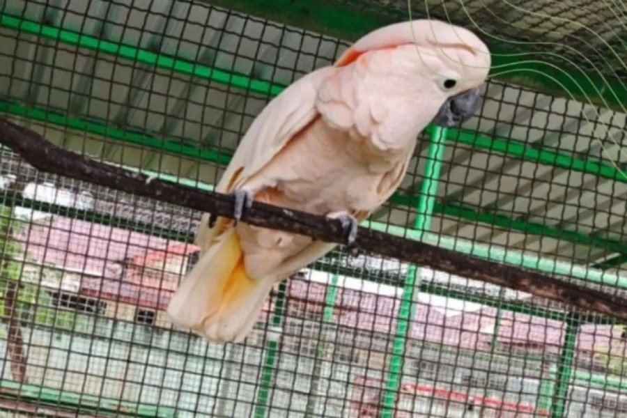 BKSDA Maluku Terima Kakaktua Maluku Hasil Translokasi dari KSDA Riau