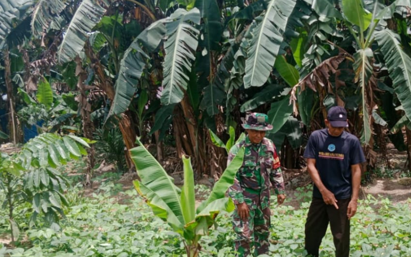 Serda Bambang Irwanto Dampingi Petani, Cek Hama hingga Pemupukan Kedelai