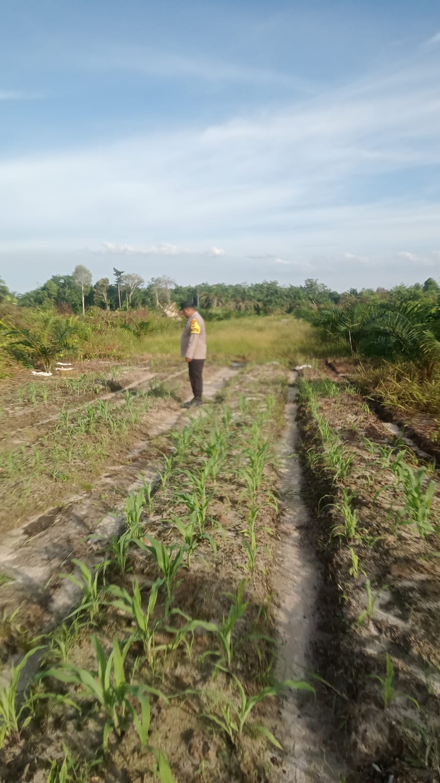 Polsek Minas Lakukan Pengecekan Perkembangan Jagung Pipil di Lahan Ketahanan Pangan Kampung Mandiangin