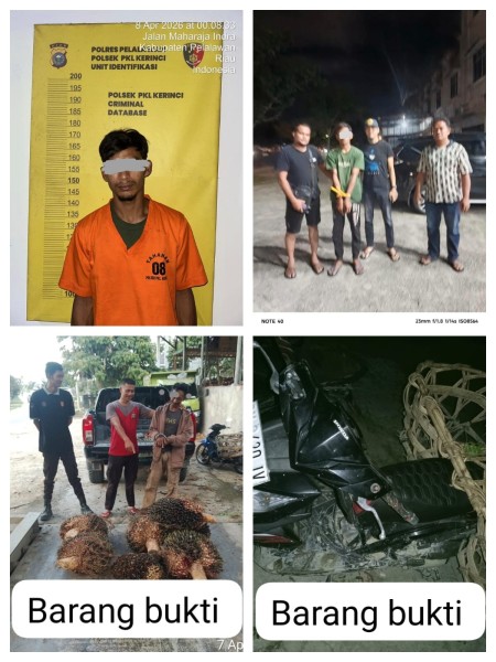 Curi Sawit di Perkebunan, Pria 45 Tahun Diciduk Tim Patroli dan Diserahkan ke Polisi