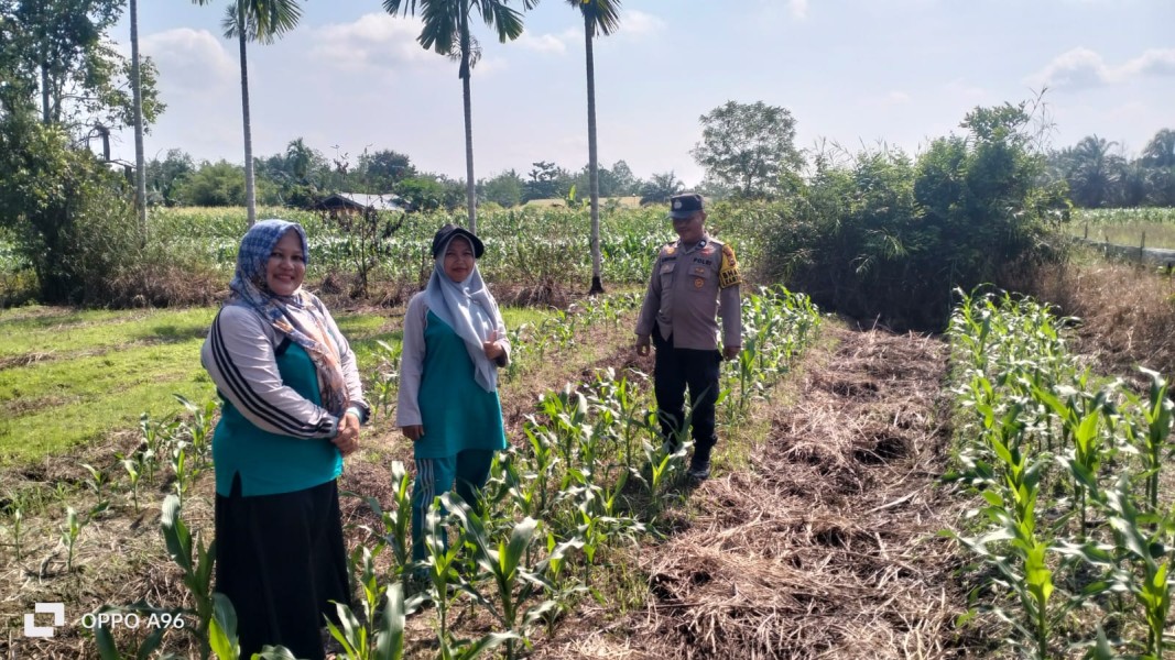 Swasembada Pangan, Bhabinkamtibmas Polres Inhu Sambangi Petani Jagung Menulis