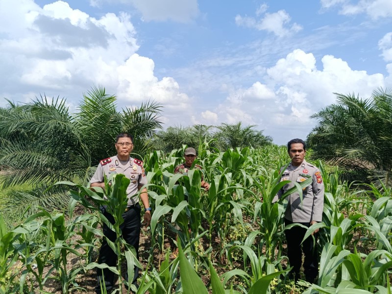 Kapolsek Pkl Kuras Cek Progres Jagung  Pipil 12 Ha di KUD Sialang Makmur,  dalam program Ketahanan pangan