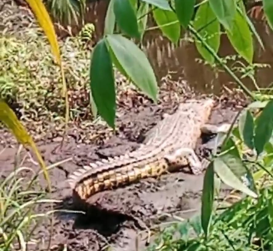 Buaya Muara Raksasa 4 Meter Berjemur di Pemukiman Padat, Warga Tanjung Penyembal