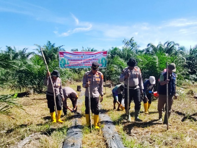 Polsek Rambah Samo Tanam Jagung Kuartal II 2026, Wujud Nyata Dukungan Ketahanan Pangan Nasional