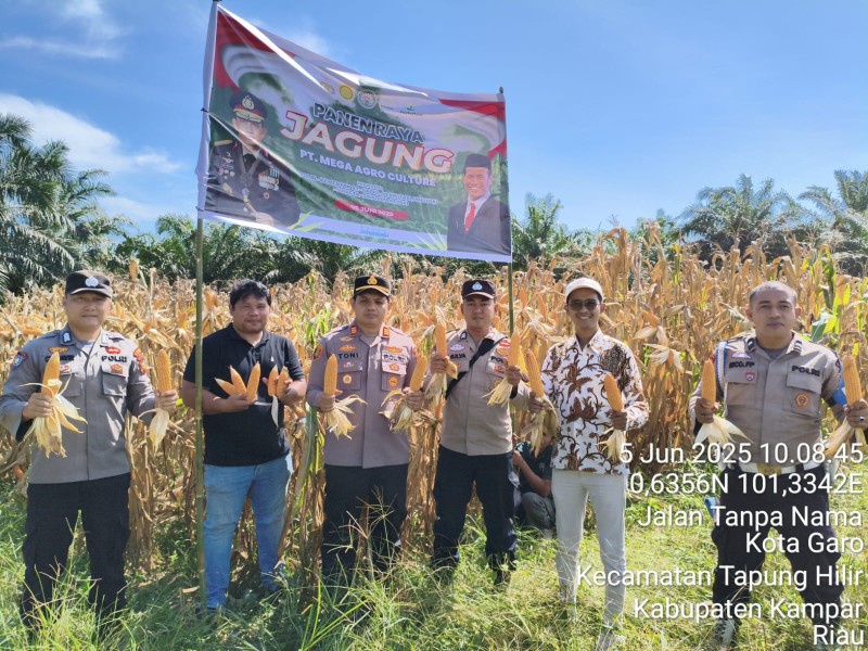 Kapolsek Tapung Hilir Panen Raya Jagung:  Dukung Ketahanan Pangan Nasional