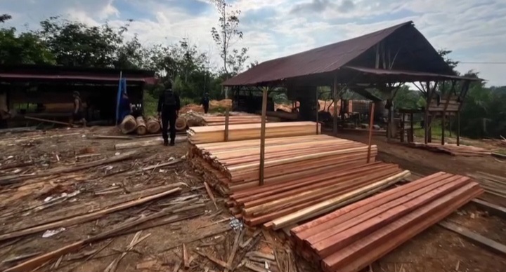 Polda Riau Gerebek Sawmill Ilegal di Kampar, Ratusan Batang Kayu Diduga Hasil Pembalakan Liar Diamankan