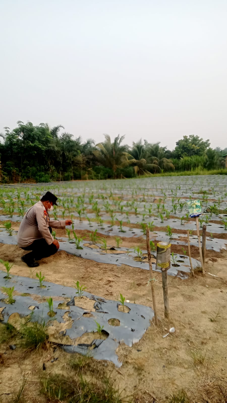 Bhabinkamtibmas Polsek Minas Pantau Pertumbuhan Jagung Pipil Usia 21 Hari di Kampung Mandiangin