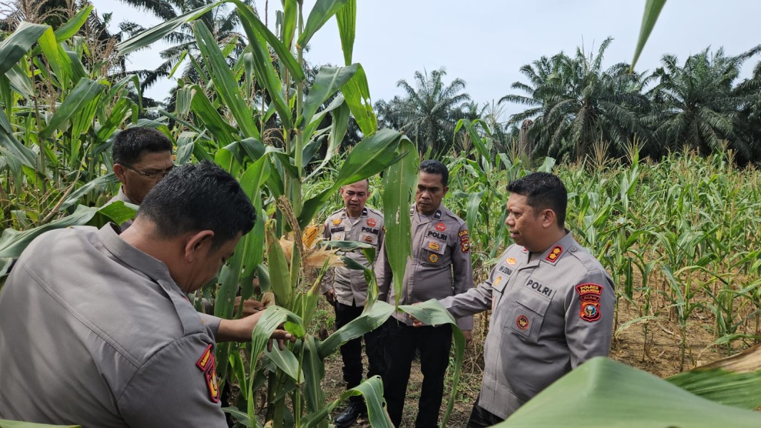 Kapolres Pelalawan Tinjau Lahan Jagung KUD Sialang Makmur, Perkuat Ketahanan Pangan dan Asta Cita Nasional