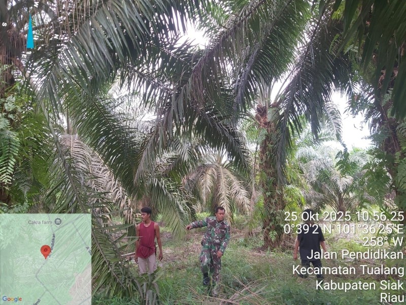 Babinsa Serda Deddy H Laksanakan Patroli Cegah Karhutla di Tualang, Siak