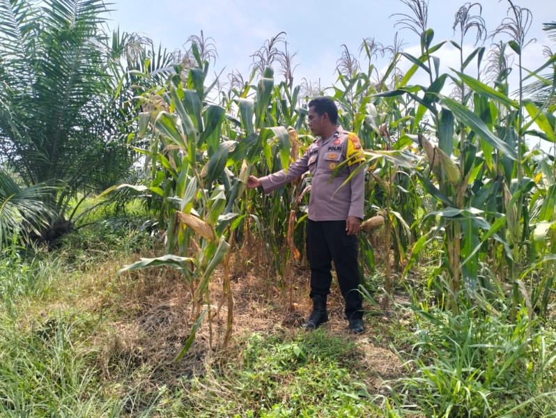 Bhabinkamtibmas Polsek Pkl. Kuras Monitoring Jagung Pipil 10 Ha di Sialang Indah, Dukung Program Ketahanan Pangan Nasional