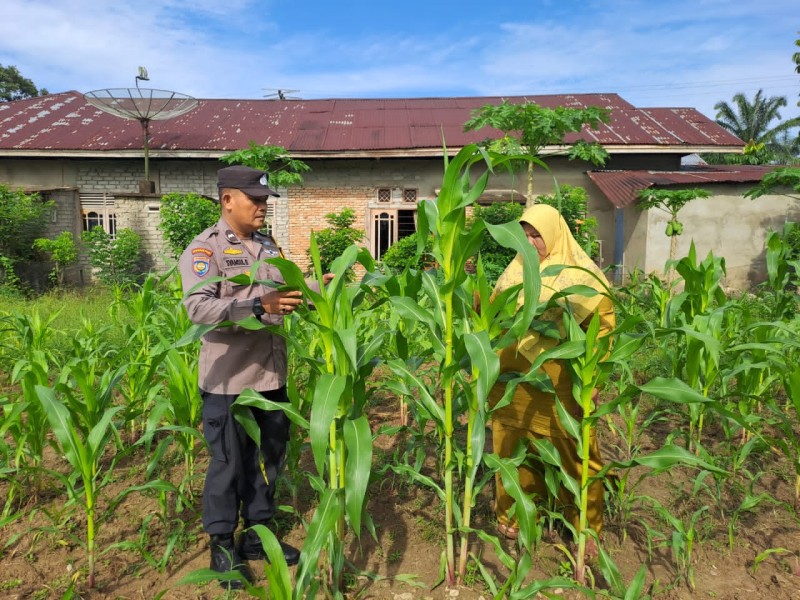 Polsek Bangkinang Barat Tinjau Lahan Jagung di Pulau Jambu, Dukung Program Ketahanan Pangan