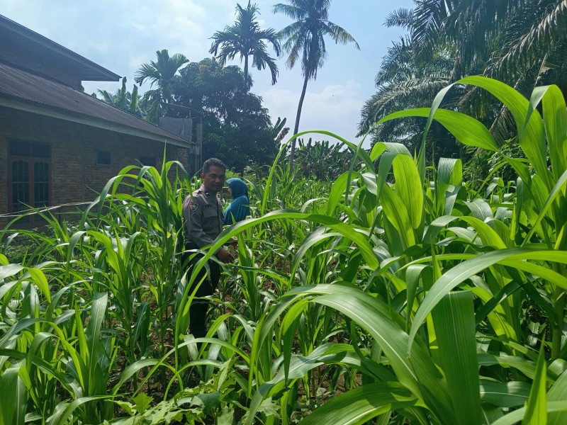 Dukung Swasembada Pangan 2026, Polsek Pasir Penyu Pantau Perkembangan Jagung Pipil di Tanjung Gading