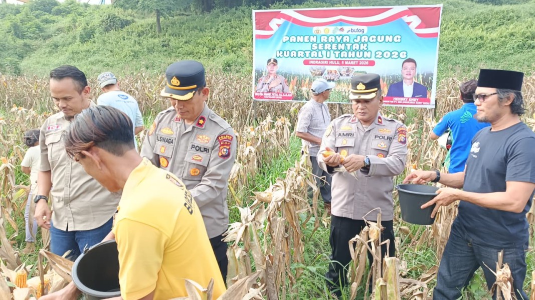 Momen Bulan Suci Ramadhan, Polres Inhu Dan PT. SSR Panen Jagung Pipil, Dukung Program Pemerintah