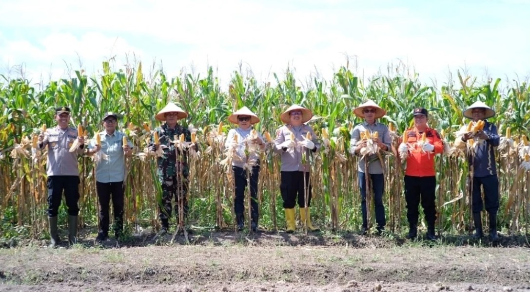 Panen Raya Jagung Pipil di Teluk Samak, Bupati Asmar Dorong Ketahanan Pangan Desa