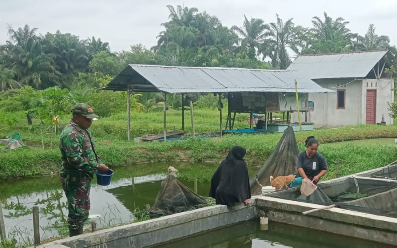 Babinsa Koramil 02 BK Bantu Warga Kembangkan Budidaya Ikan di Bagan Besar