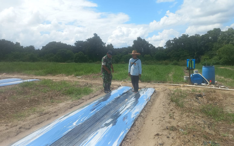 Dukung Swasembada Pangan, Kodim Dumai Dampingi Petani Semangka di Bukit Kapur