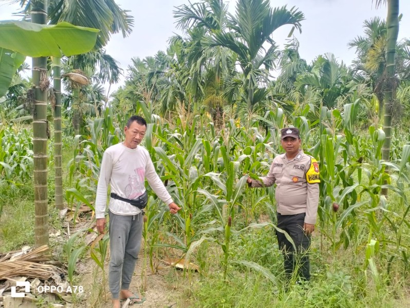 Bhabinkamtibmas Polsek Merbau Lakukan Pengecekan Rutin Tanaman Jagung Pipil Dukung Ketahanan Pangan Nasional
