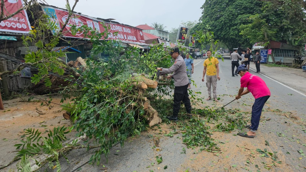 Kapolsek Tambang Cepat Tindak! Pohon Tumbang Blokir Jalan, Bantu Lalu Lintas Lancar Kembali
