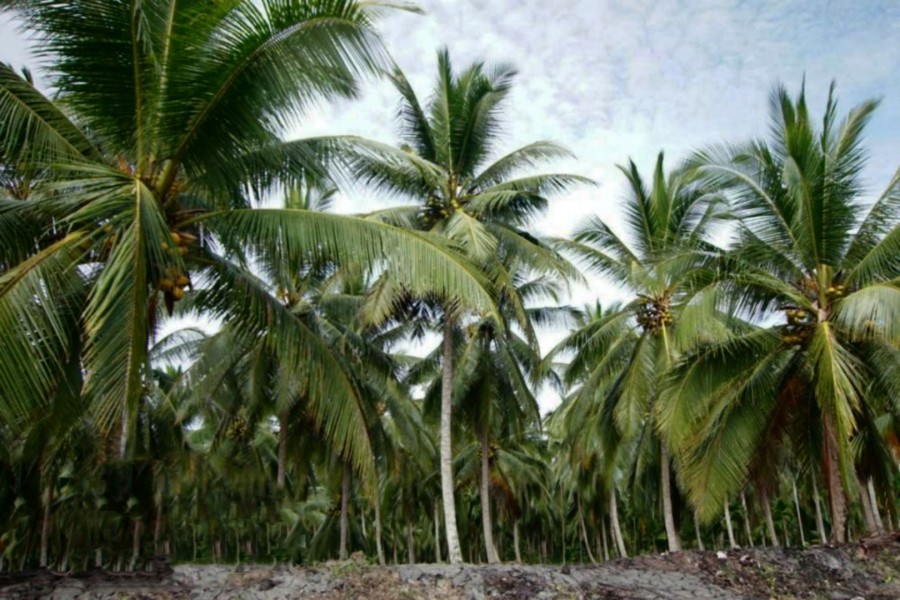 Pemkab Meranti Dorong Hilirisasi Kelapa Lewat Peremajaan Kebun