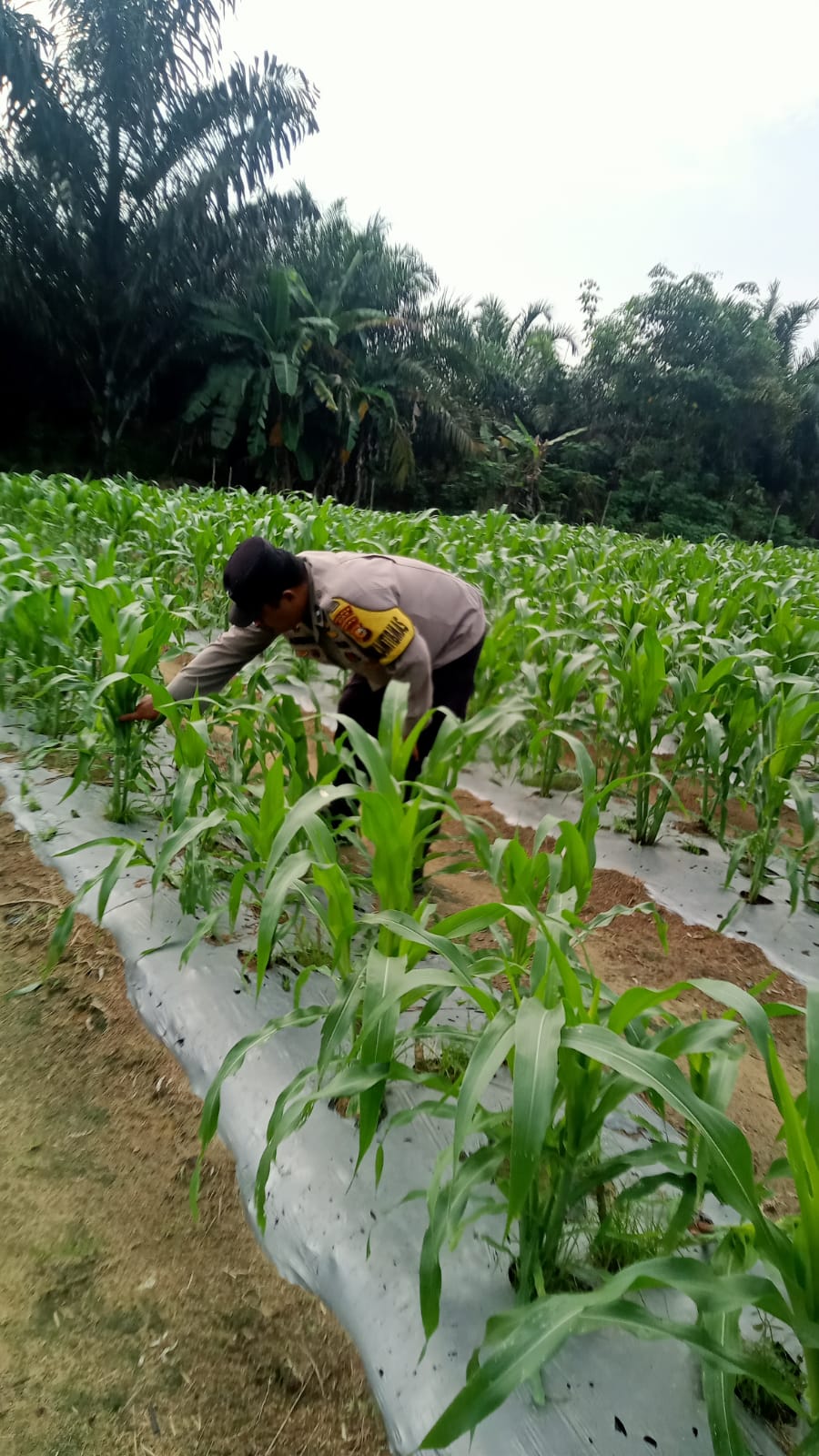 Perkembangan Jagung Pipil Usia 26 Hari di Mandiangin Dicek Bhabinkamtibmas