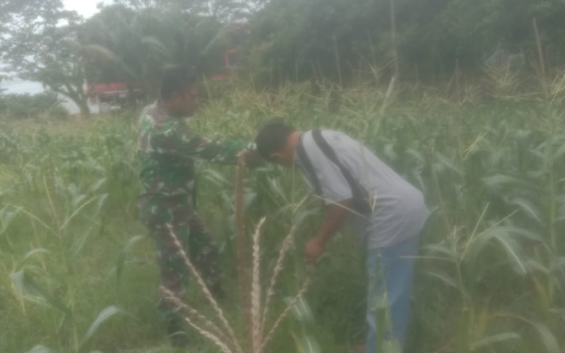 Babinsa Koramil 03 Dukung Ketahanan Pangan dan Menjaga Kelestarian Lingkungan