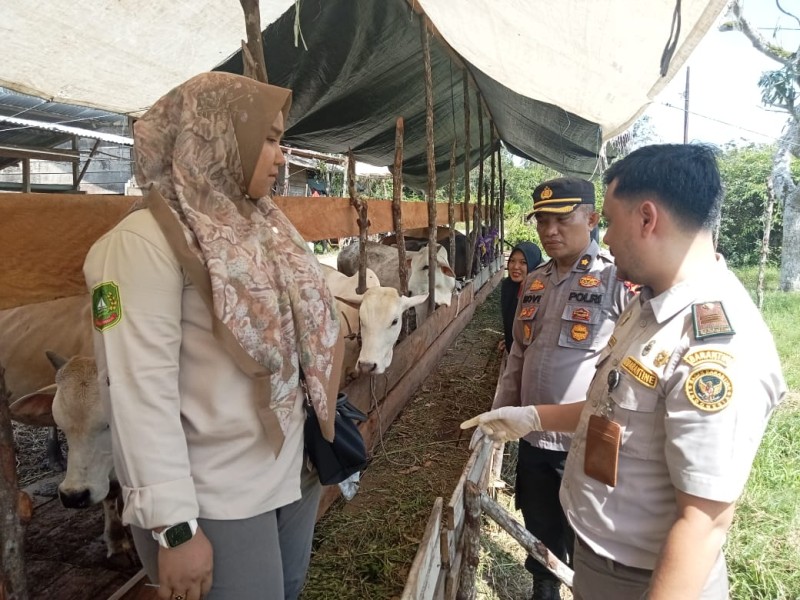 Pemerintah Daerah Jamin Kesehatan Hewan Qurban di Meranti, 400 Ekor Sudah Lengkap SKKH
