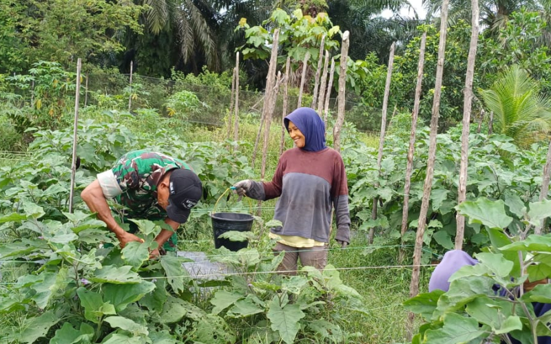 Serka M. Aslim Lubis Lakukan Pendampingan Pertanian di Gurun Panjang