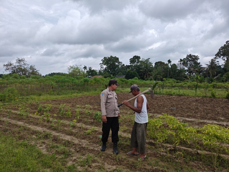 Dukung Swasembada Pangan, Bhabinkamtibmas di Pasir Penyu dan Sungai Lala Aktif Dampingi Petani