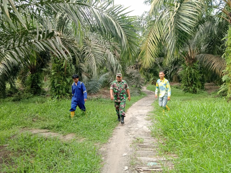 Babinsa Koramil 04/Perawang Pelda Syafri Laksanakan Patroli Karhutla di Kampung Buatan Dua, Cegah Kebakaran Sejak Dini