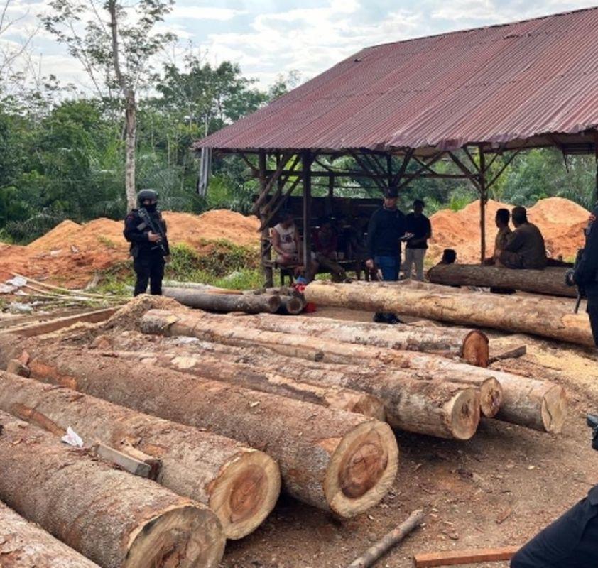 Polda Riau Bongkar Jaringan Kayu Ilegal Kampar, Ratu Illegal Logging Diduga Dalang Pendanaan Sawmill