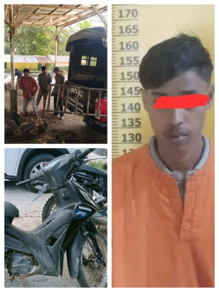 Curi TBS di Kebun Sawit PT Serikat Putra, Seorang Pelaku Diamankan Polsek Bunut