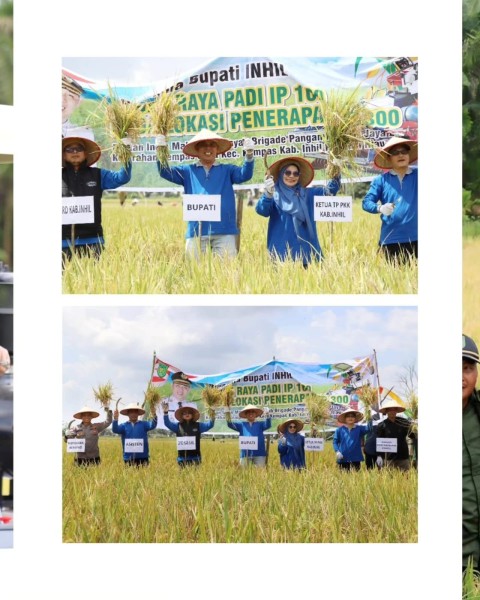 Panen Raya Padi Perdana IP 100 di Kempas, Bupati H. Herman Pastikan Keberpihakan Pemerintah Kepada sekror pertanian