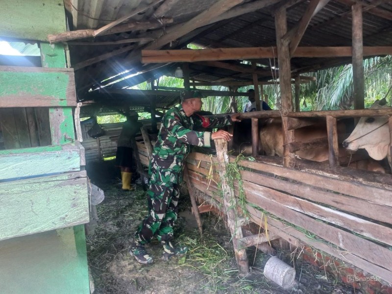 Sertu Sarju Tinjau Kandang Warga di Tualang, Pastikan Sapi Aman dari PMK