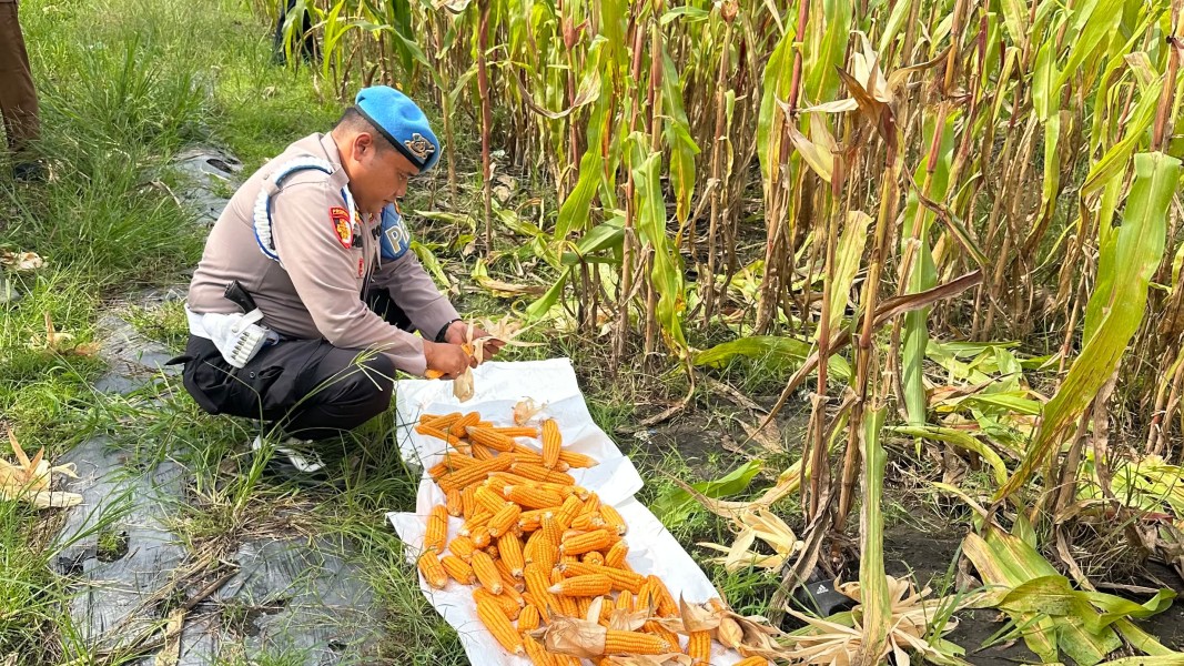 Dari Lahan Produktif Untuk Negeri: Propam Polsek Koto Gasib Kawal Ketahanan Pangan Nasional