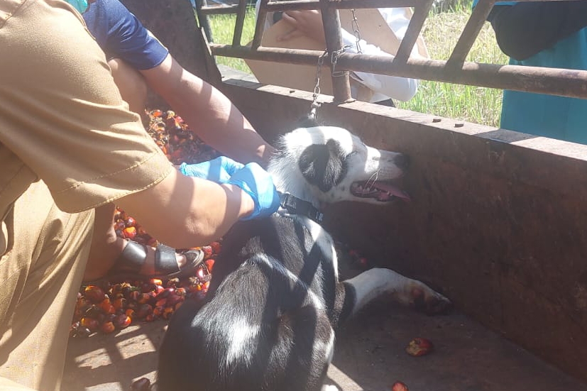 Cegah Rabies, Wali Kota Pekanbaru Imbau Warga Jaga dan Vaksin Hewan Peliharaan