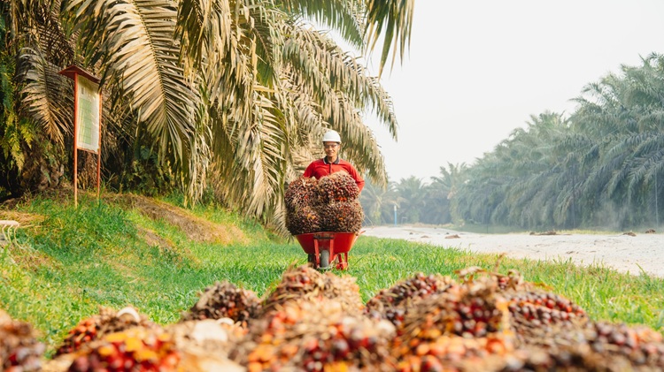 PTPN IV PalmCo Perkuat Kepercayaan Petani, Kemitraan Sawit Jadi Kunci Produktivitas