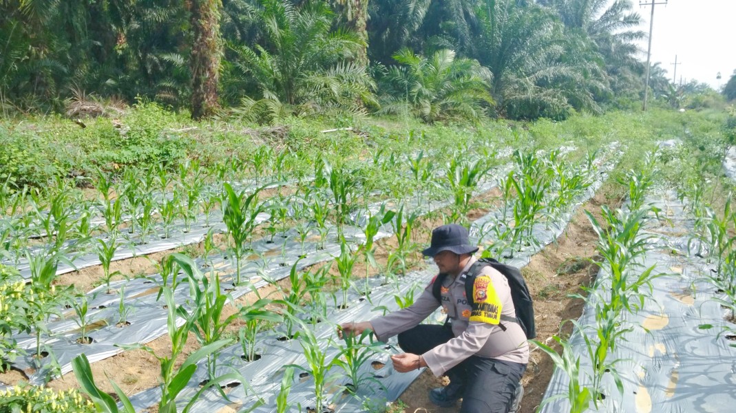 Program Ketahanan Pangan Jagung Pipil di Minas Timur Terus Dipantau, Tanaman Usia 35 Hari Tumbuh Baik
