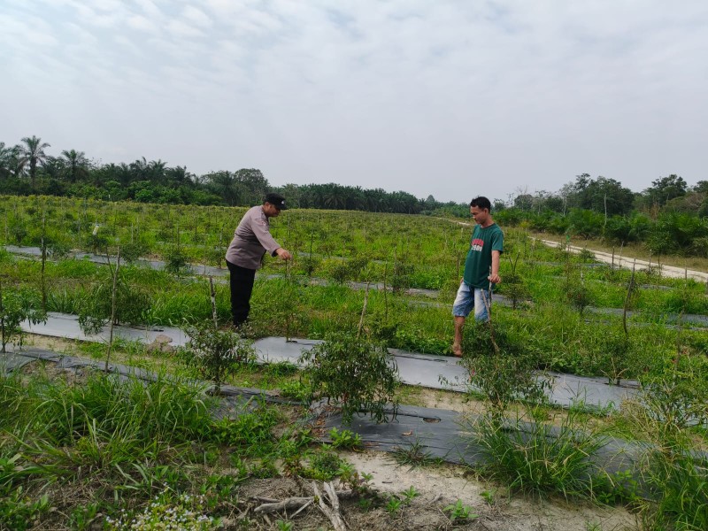 Bhabinkamtibmas Desa Jatirejo Jaya Dampingi Petani Cabai Merah, Polsek Pasir Penyu Perkuat Ketahanan Pangan Nasional