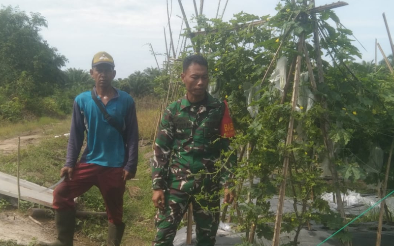 Bersama Petani, Babinsa Koramil 03 Laksanakan Penanaman Padi