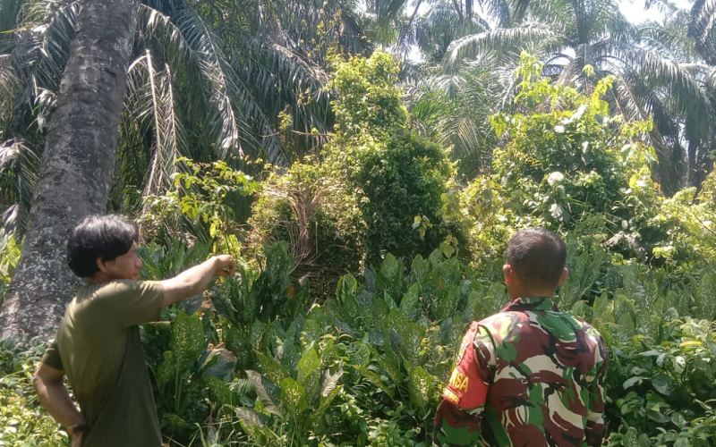 Rutin Patroli dan Sosialisasi, Babinsa Sei Sembilan Cegah Karhutla
