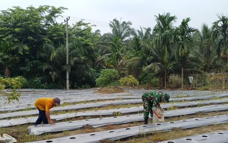 Serka M. Aslim Lubis Dampingi Petani Cabai Merah di Gurun Panjang