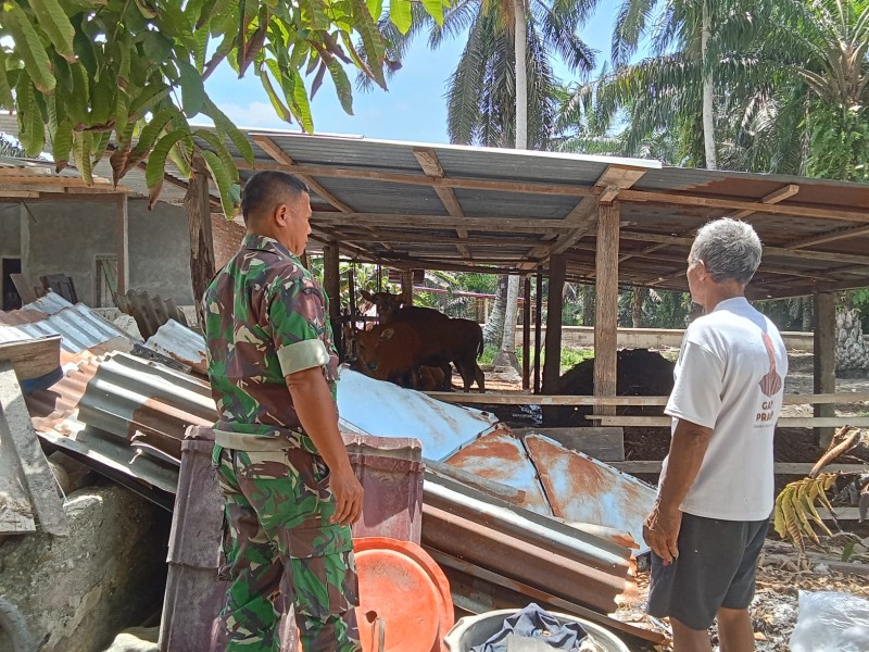 Babinsa Koramil 04/Perawang Gelar Surveilans PMK di Koto Gasib, Pastikan Ternak Aman