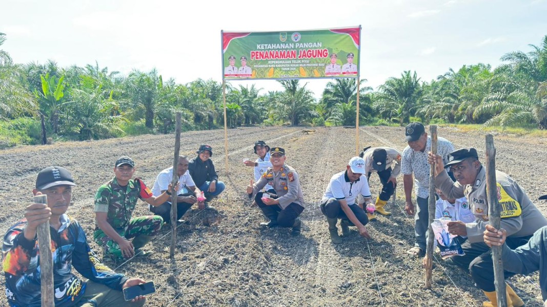 Perkuat Ketahanan Pangan Nasional, Polsek Kubu Tanam Jagung 2 Hektare di Kepulauan Teluk Piyai