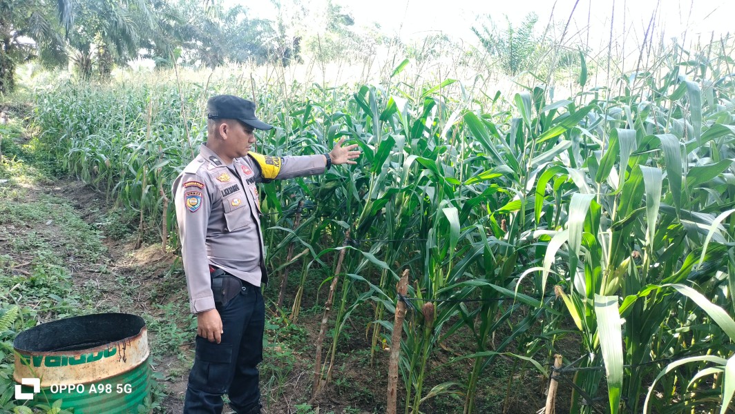 Dukung Ketahanan Pangan Nasional, Bhabinkamtibmas Polsek Minas Cek Kesiapan Lahan Jagung  di Minas Barat