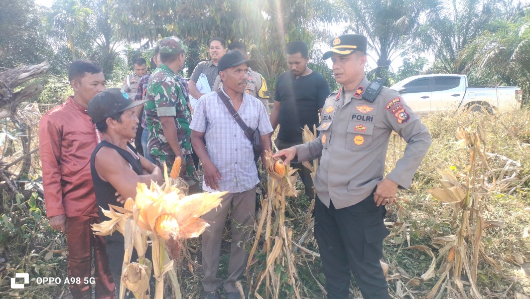 Sukseskan Ketahanan Pangan, Polsek Minas Lakukan Peninjauan Langsung Kebun Jagung Siap Panen di Rantau Bertuah