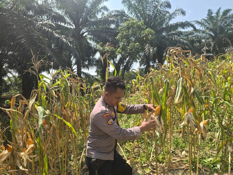 Jelang Panen, Bhabinkamtibmas Minas Barat Lakukan Pembersihan dan Pengupasan Jagung di Lahan Kelompok Tani