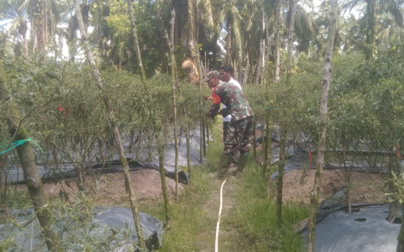 Serda Erwan Membantu Petani Dalam Proses Perawatan Tanaman Cabai Merah