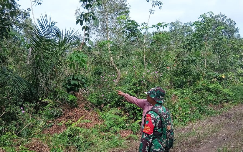 Babinsa Koramil 02 Bukit Kapur Turun ke Lapangan Cegah Karhutla di Medang Kampai