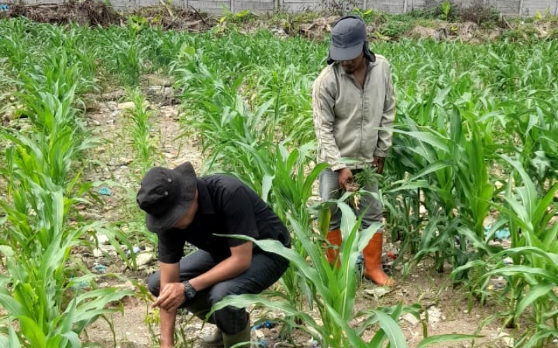 Polsek KSKP Dumai dan Kelompok Tani Tuah Brata Pangan Bersinergi Optimalkan Budidaya Jagung untuk Swasembada Pangan